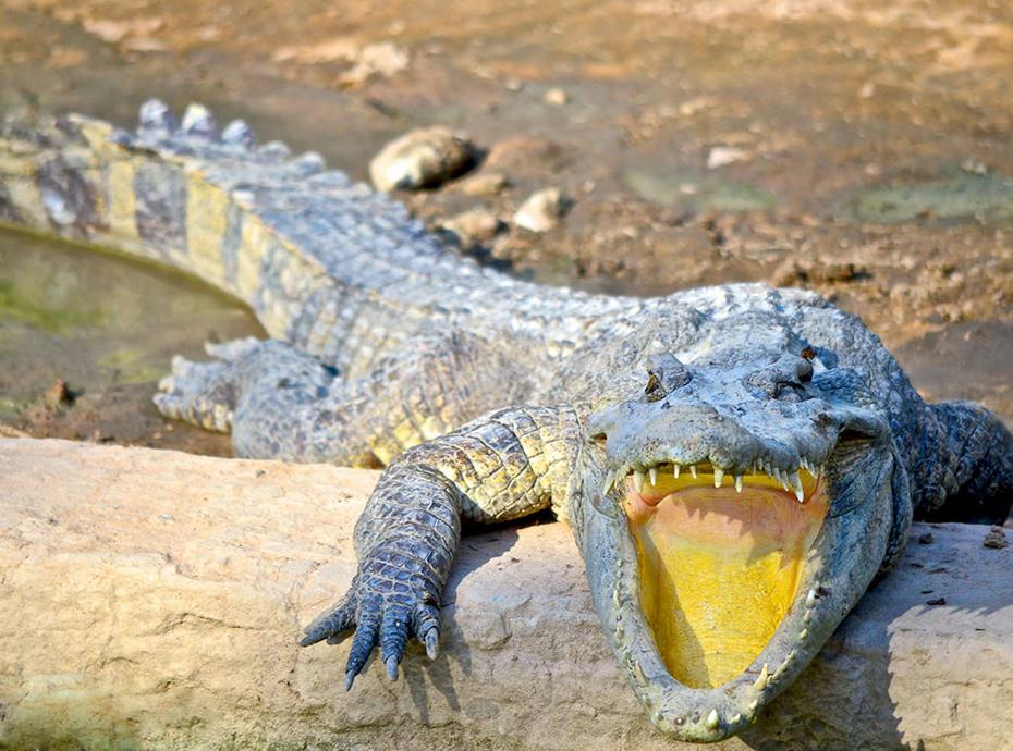 Crocodile Farm Siem Reap